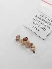 Семена карликового граната, бонсай, 10 штук