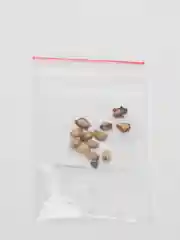 Семена карликового граната, бонсай, 10 штук