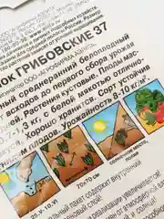 Кабачок Грибовские, семена