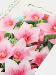 Семена цветы "Платикодон Звезда розовая"