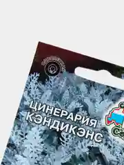 Цинерария Кэндикэнс (семена,цветы)