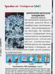 Цинерария Кэндикэнс (семена,цветы)