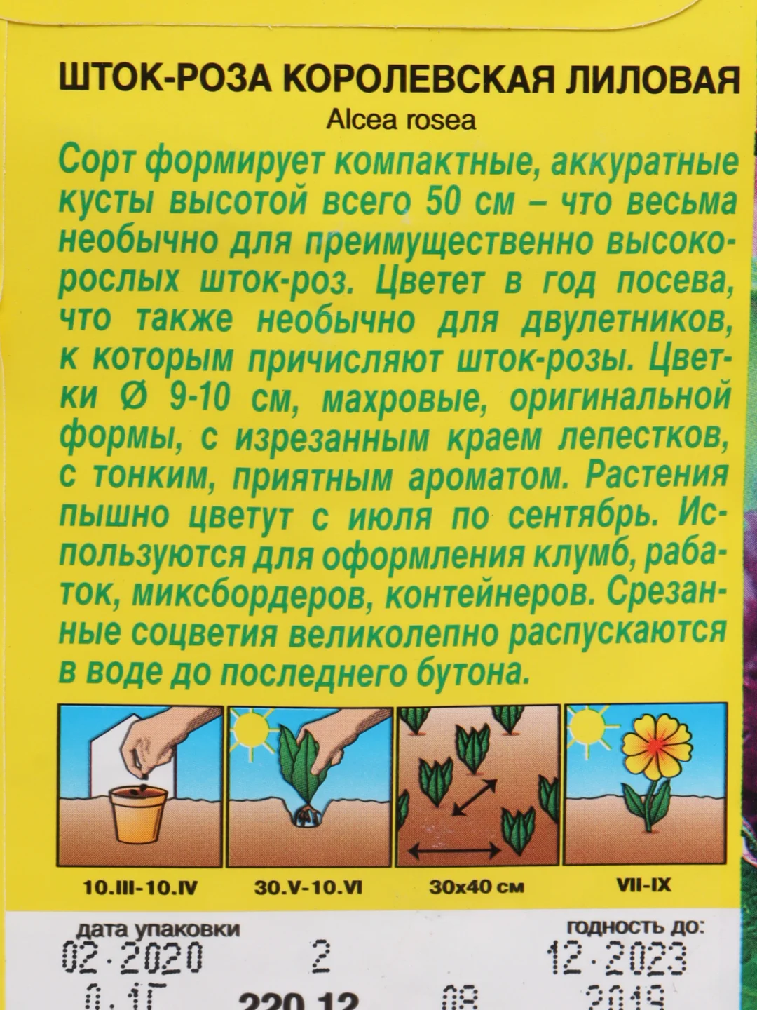 Шток роза Королевская лиловая (семена, цветы)