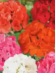 Пеларгония Рафаэлла (семена,цветы)