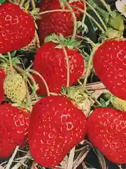 Клубника сладенькая, семена