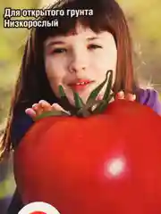 Томат "Лентяйка" (семена)