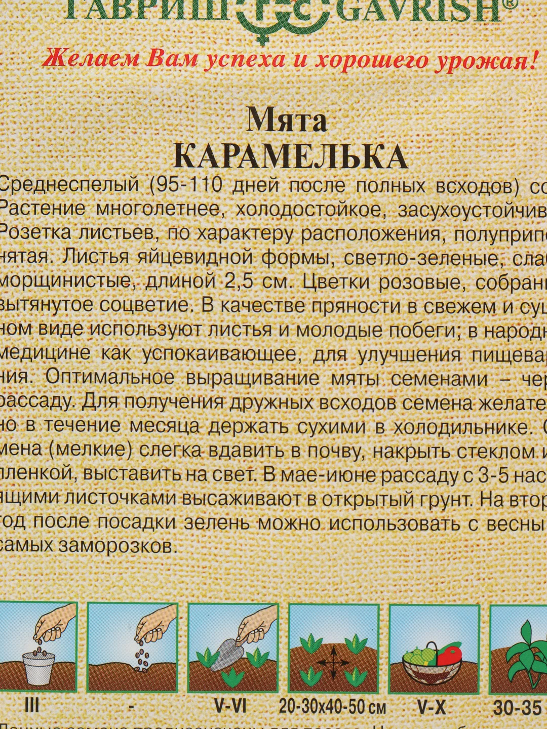 Мята карамелька (семена)