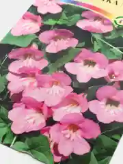 Семена цветы "Азарина Музыка моря"