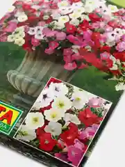 Петуния Минибелло смесь (семена,цветы)