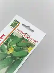 Огурец "Зятёк" (1+1, семена гавриш, 20 шт)