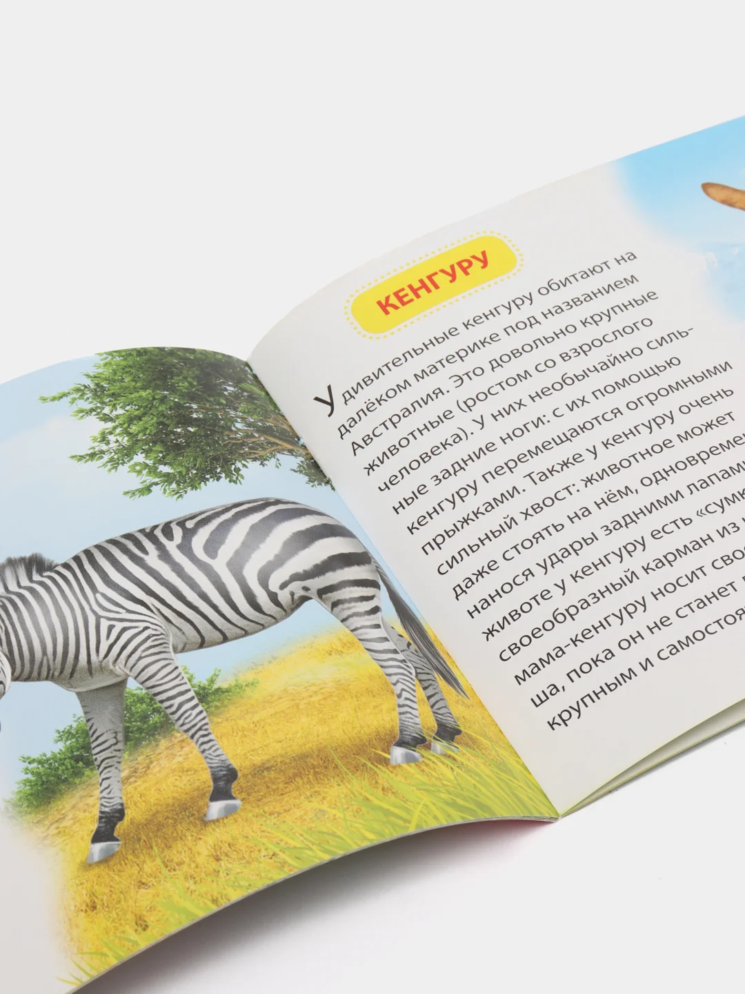 Зеленый книжка для детей "Узнаём про всё вокруг"
