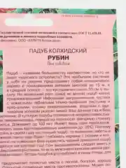 Семена цветов, падуб "Рубин"