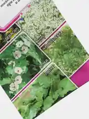 Лекарственный сбор Легочный (семена)