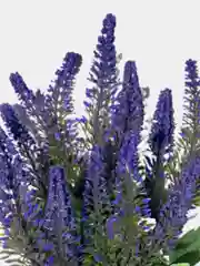 Искусственные цветы. Лаванда ( букет с обсыпкой). Высота: 34 см. Бутон: до 12 см