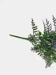 Искусственные цветы. Туя (пластиковый букет ). Композиция. Высота 39 см