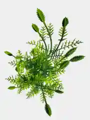 Искусственные цветы. Туя (пластиковый букет ). Композиция. Высота 39 см