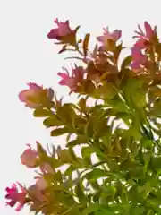 Искусственные цветы. Ротала круглолистная (пластиковый букет). Высота: 34см. D бутона 2см