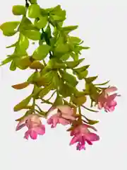 Искусственные цветы. Ротала круглолистная (пластиковый букет). Высота: 34см. D бутона 2см