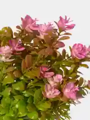 Искусственные цветы. Ротала круглолистная (пластиковый букет). Высота: 34см. D бутона 2см