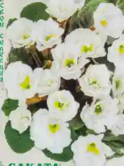 Семена цветы "Примула Розанна белая"