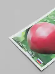 Томат Буденовка Розовая (семена золотая сотка алтая)