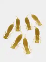 Светло-бежевый силиконовая приманка Urbanfish