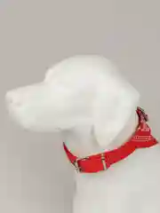 Зеленый ошейник бандана для собак и кошек