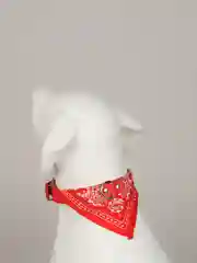 Зеленый ошейник бандана для собак и кошек