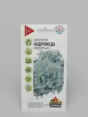 Цинерария  Андромеда (удачные семена)
