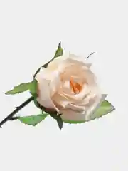 Светло-бежевый искусственный бутон розы