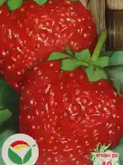 Семена земляники "Зефир"