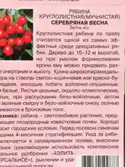 Рябина "Серебряная весна", семена цветов
