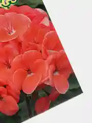 Пеларгония Йитка (семена,цветы)