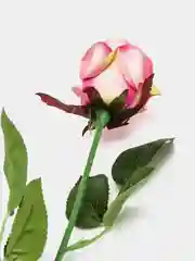 Розовый искусственные розы, пионы и камелии