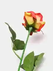 Оранжевый искусственные розы, пионы и камелии