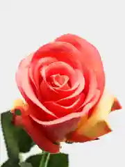 Оранжевый искусственные розы, пионы и камелии
