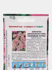 Эригерон Розовый лотос (семена,цветы)