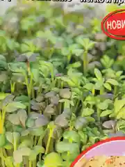 Семена Микрозелень "Капустный карнавал"