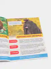 Мини-энциклопедия "Узнаем про все вокруг"