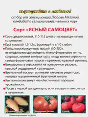 Семена Томат "Ясный самоцвет", Мязина, 5 штук