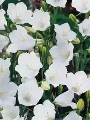 Колокольчик Айсберг (семена,цветы)