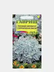 Семена Цинерария приморская "Серебряная пыль"