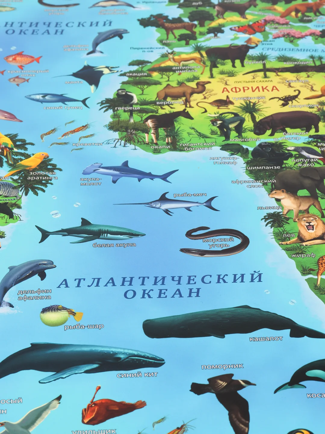 Интерактивная карта мира для детей "Животный и растительный мир Земли", 101 х 69 см
