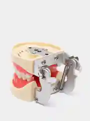 Стоматологический фантом челюстей