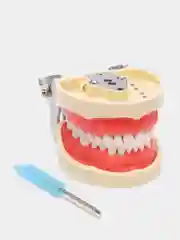 Стоматологический фантом челюстей