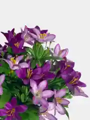 Искусственные цветы. Колокольчики (двухцветный букет). Высота: 35 см. D цветка: до 5 см