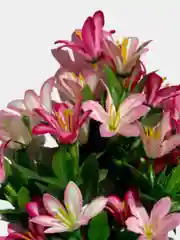 Искусственные цветы. Колокольчики (двухцветный букет). Высота: 35 см. D цветка: до 5 см