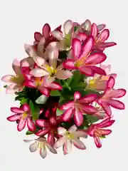 Искусственные цветы. Колокольчики (двухцветный букет). Высота: 35 см. D цветка: до 5 см