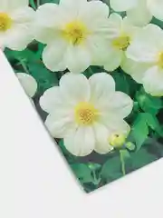 Георгина "Лента серебряная" (семена, цветы)