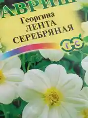 Георгина "Лента серебряная" (семена, цветы)
